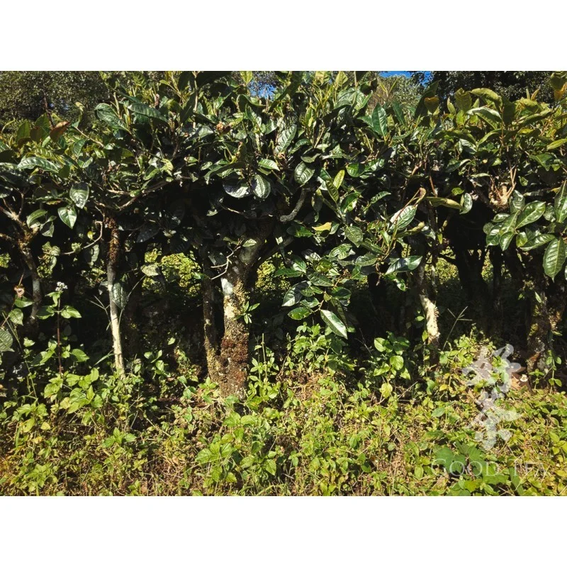 2015. gada Simao Nogatavinātas Pueras mini ligzdiņas īpašās kvalitātes | Te Ji Pu Er Mini Tuo Cha, 10 gab. x 5g komplekts