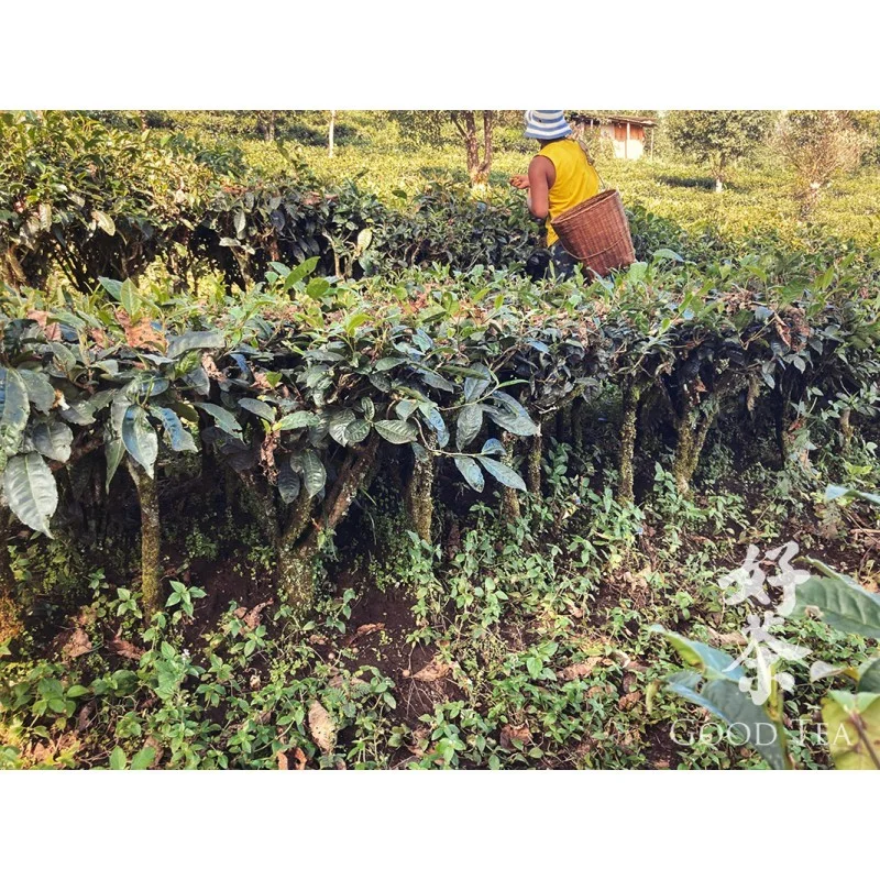 2015. gada Simao Nogatavinātas Pueras mini ligzdiņas īpašās kvalitātes | Te Ji Pu Er Mini Tuo Cha, 10 gab. x 5g komplekts