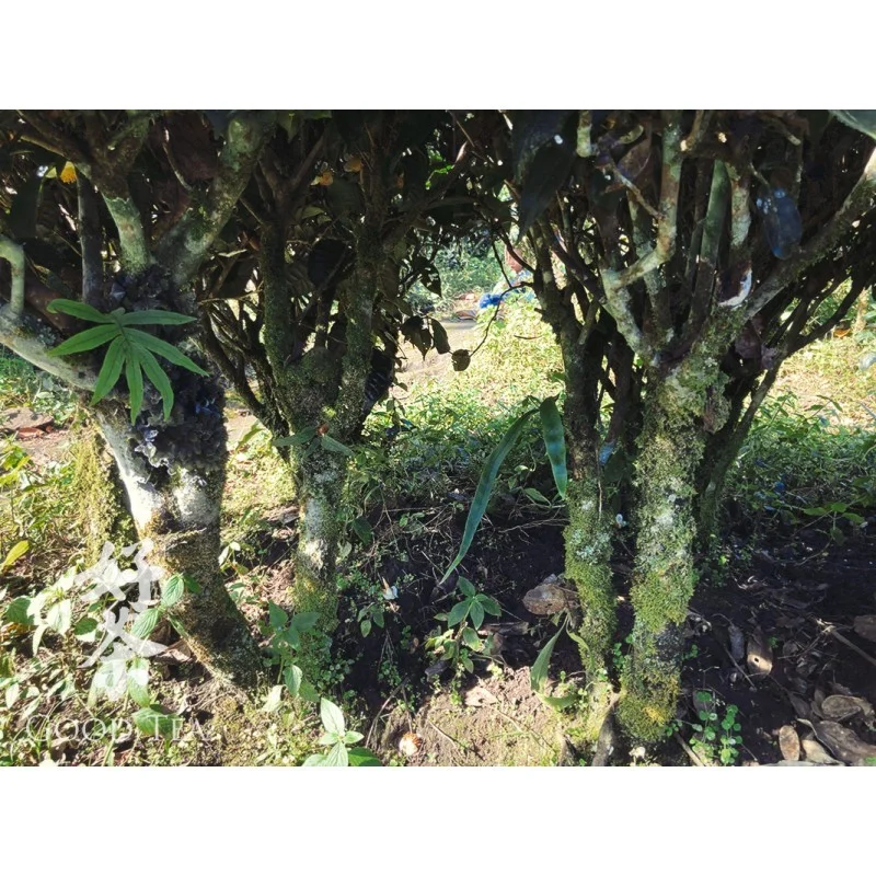 2015. gada Simao Nogatavinātas Pueras mini ligzdiņas īpašās kvalitātes | Te Ji Pu Er Mini Tuo Cha, 10 gab. x 5g komplekts