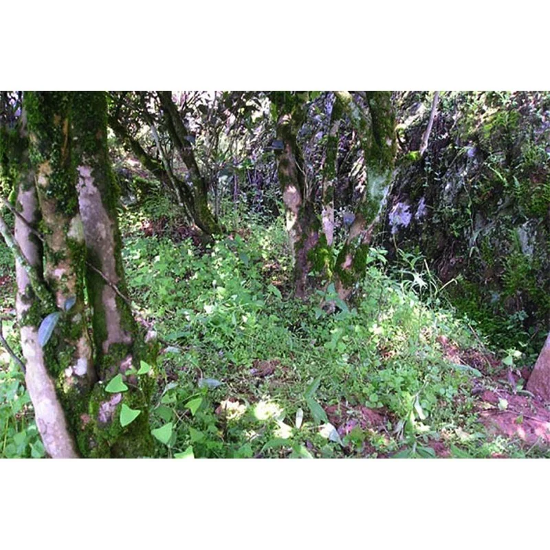 Wuyishan Lao Cong Shui Xian vulunas tēja 50g GT