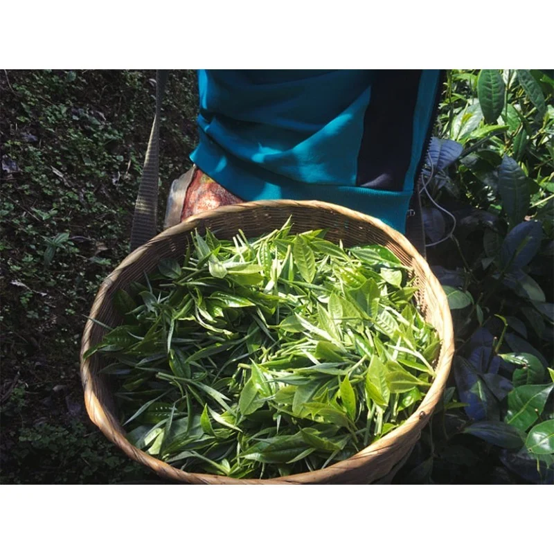 Juņnaņas zeltainie tipsi| Dian Hong Jin Hao tēja 50g bio GT