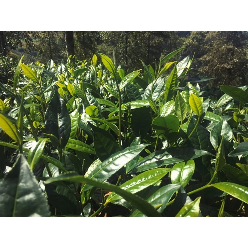 Juņnaņas zeltainie tipsi| Dian Hong Jin Hao tēja 50g bio GT