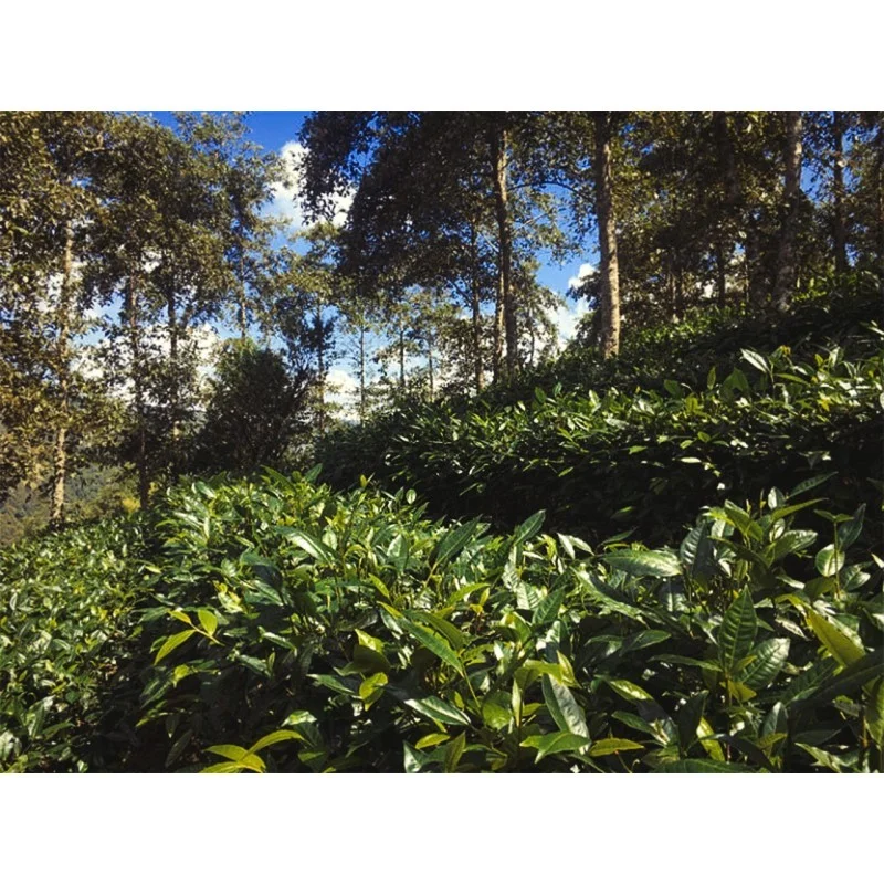 Juņnaņas zeltainie tipsi| Dian Hong Jin Hao tēja 50g bio GT