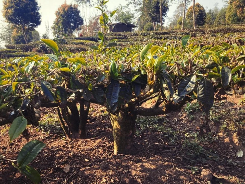 Agrīnās ražas augstkalnu zaļā tēja Juņnaņas, Zao Chun Gao Shan Dian Lu 50g GT