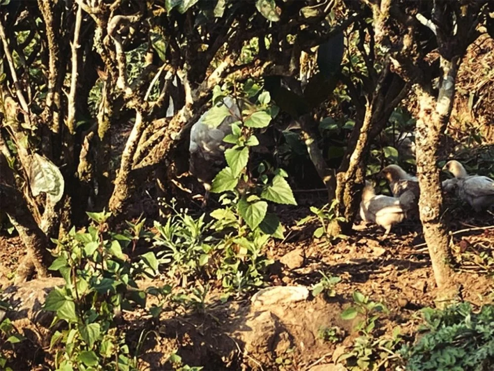Agrīnās ražas augstkalnu zaļā tēja Juņnaņas, Zao Chun Gao Shan Dian Lu 50g GT