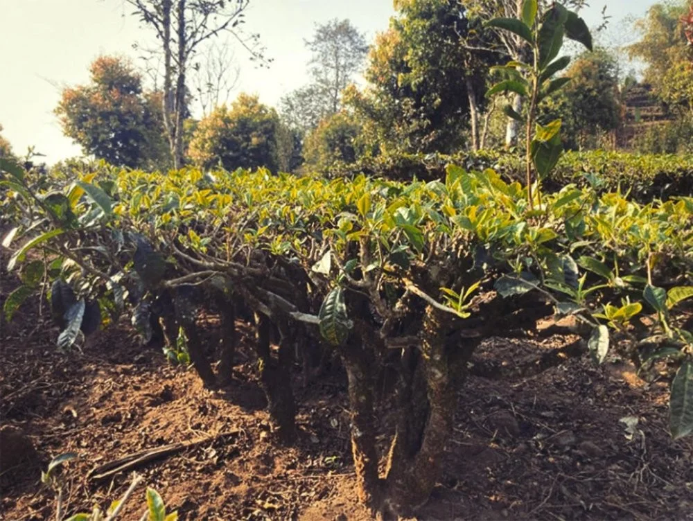 Agrīnās ražas augstkalnu zaļā tēja Juņnaņas, Zao Chun Gao Shan Dian Lu 50g GT