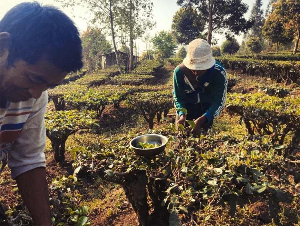 Agrīnās ražas augstkalnu zaļā tēja Juņnaņas, Zao Chun Gao Shan Dian Lu 50g GT