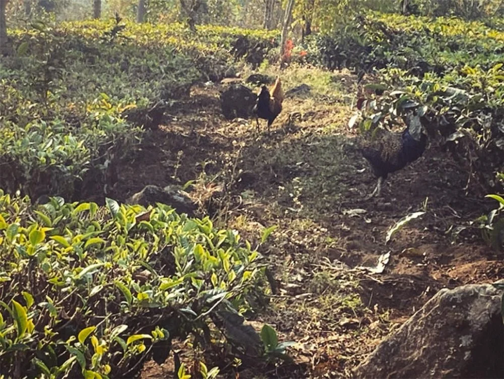 Agrīnās ražas augstkalnu zaļā tēja Juņnaņas, Zao Chun Gao Shan Dian Lu 50g GT